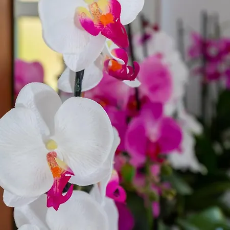 2 With Hot Tub Apartment Mlini