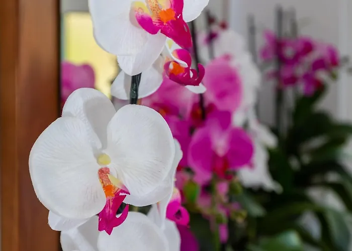 2 With Hot Tub Apartment Mlini